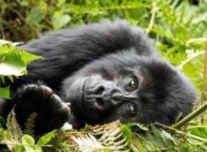 7 Days Rwanda Gorillas - Nyungwe Forest Tour