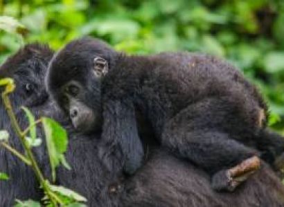 8 Days Primate Experience Tour
