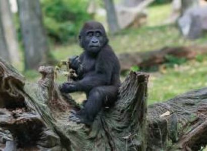 8 Days Uganda Primate Safari Tour