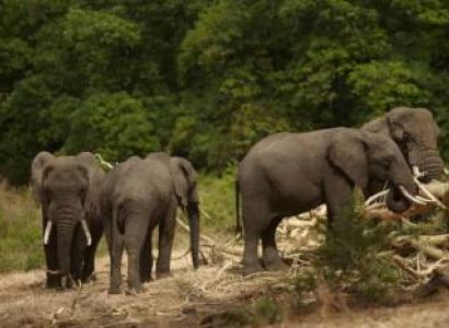 9 Days Tanzania Luxury Safari Tour