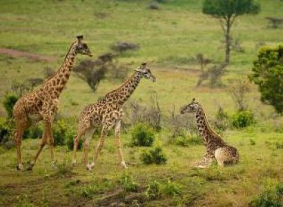 5 Days Tanzania Safari Tour