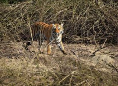 Corbett Wildlife Safari Tour 4N - 5D