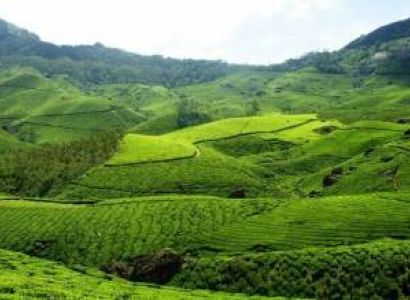 3 Night - 4 Days Cochin - Munnar - Thekkady Tour Ex - Cochin