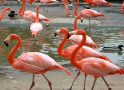 7-Day Wildlife & Outdoor Activities from Mt Kilimanjaro