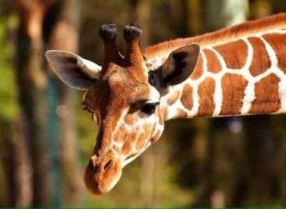 14- Day Kenya and Tanzania Adventure Safari