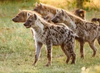 6-Day Kenya and Tanzania Luxury Safari Tour