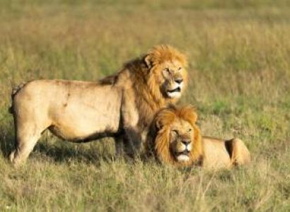 3-Day Luxury Fly-in Amboseli Safari