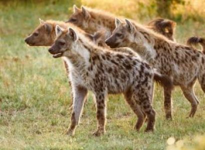 2-Day Magnificient Kilimanjaro Safari