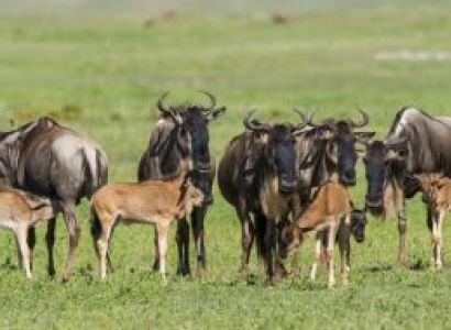 5 night 6 Days Ndutu Migration Safari
