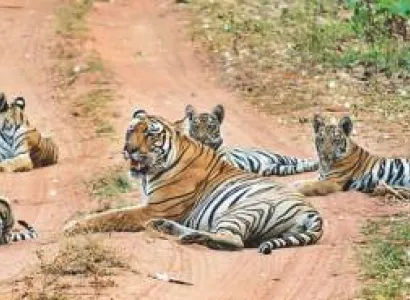 5 Nights - 6 Days Central India Wildlife Tour Image