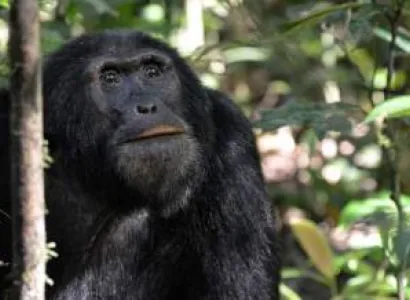 Chimpanzee Tracking in Kibale National Park