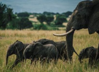 3 Day Safari Package To Queen Elizabeth