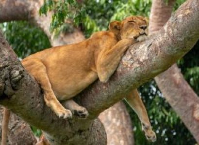 5 Day Gorillas - Chimpanzees And Climbing Lions Safari Tour