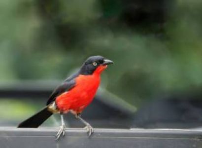 11 Days Uganda Birding Safaris Tour