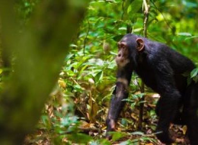 7 Day Rwanda Akagera Wildlife - Chimpanzee Trekking Tour