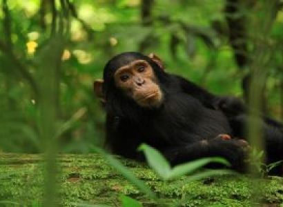 11 Day Rwanda Wildlife - Culture - Adventure Safari Tour