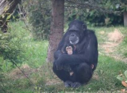 4 Day Chimpanzee Tracking And Birding Tour In Burundi