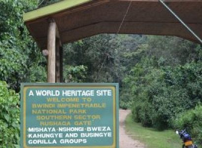 3-Day Gorilla Tracking In Uganda From Kigali