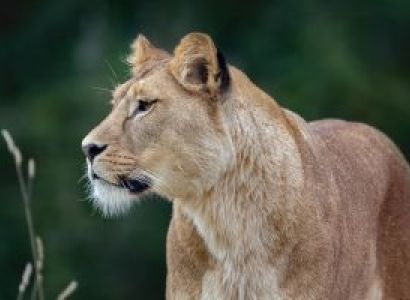 5-Days Uganda Gorilla Trekking Short Tour