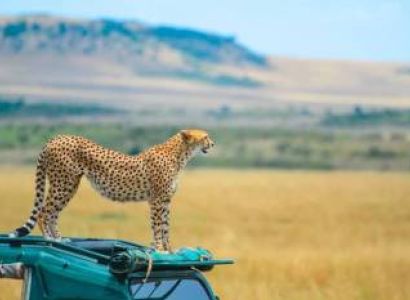 3-Day Masai Mara Classic Wildlife Safari Adventure