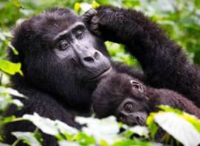 3 Day Gorilla Trekking and Batwa Trails in Bwindi