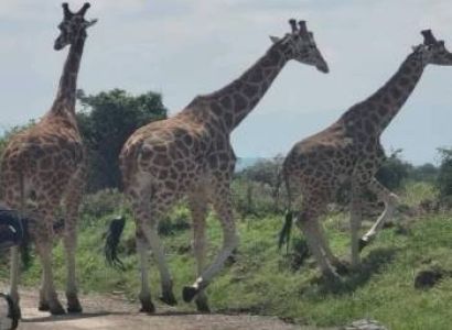 7 Nights 8 Days Narobi, Masai Mara,Lake Nakuru, Lake Naivasha & Amboseli Special .