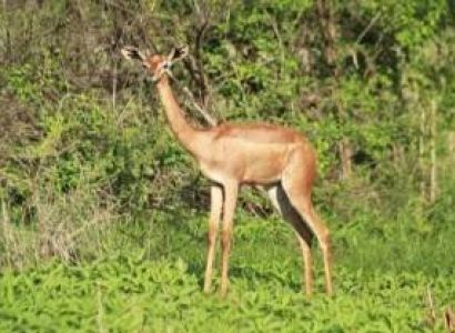 7 Days 6 Nights  Masai Mara, Lake Nakuru, Hells Gate & Lake Naivasha