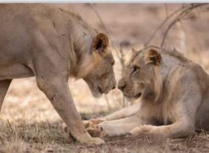 6 DAYS  Masai Mara Escape