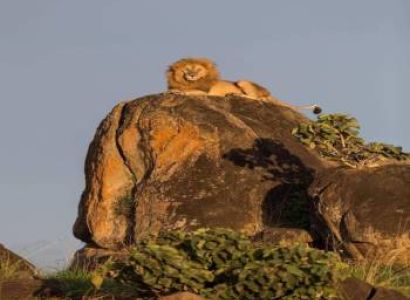 Mind Range 11 Days Kenya - Tanzania Safari Tour