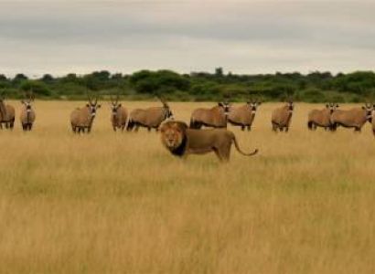 7 Days Botswana Safari Tour