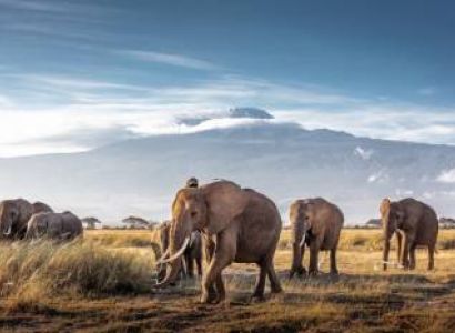 Tanzania - Serengeti Safari Expedition 8N - 9D Tour