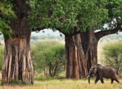 2-Day Safari To Tarangire And Lake Manyara National Park From Arusha