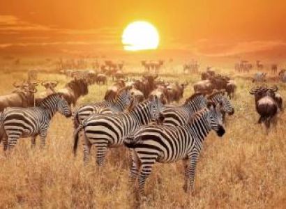 5-Day Mid Range Safari Adventure In Africa