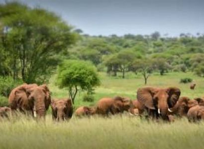 6-Day Safari Adventure in Ngorongoro Crater, Tarangire and Serengeti National Parks