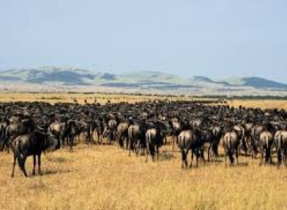 8 Day Tanzania Wildebeest Migration Holiday