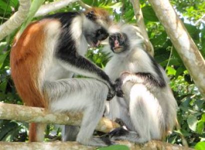 4 Days Beach Holiday in Zanzibar