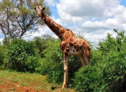 5 Nights - 6 Days Nairobi Tour Package