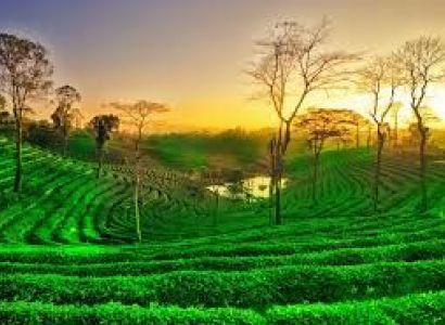 The Wilds Of Assam - Meghalaya Tour