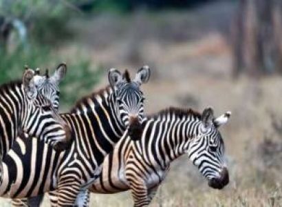 8 Day Jeep Private Safari Mara To Tsavo Tour