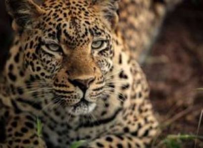 Jambo 10 Day Amboseli To Meru To Masai Mara Tour