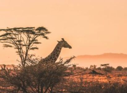 2 Nights - 3 Days Maasai Mara Safari - Bronze Package