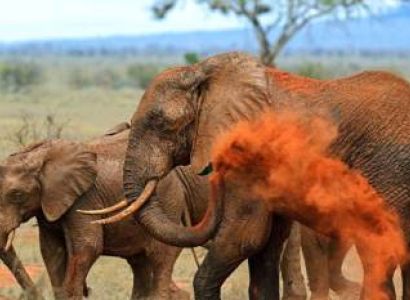 Wilderness And Wonder 6 Days Safari Tour