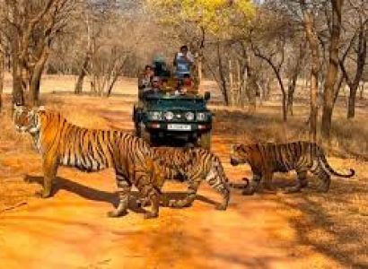 Ranthambhore Tiger Tour
