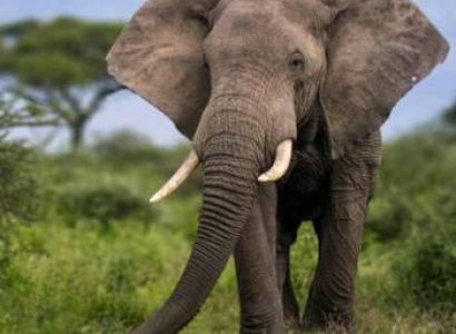 Olifant Tours Safari Travel