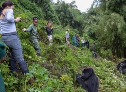 4 Days Gorilla Trekking Safari Tour