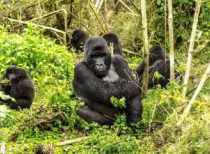 3 Days Gorilla Trekking Safari Tour