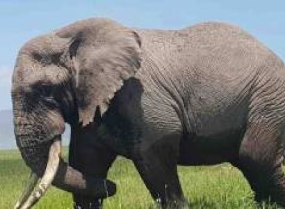 Tarangire National Park Day Trip