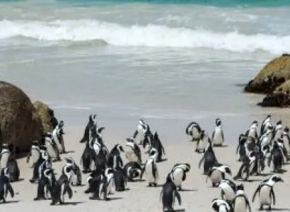 Cape Peninsula Half Day Tour