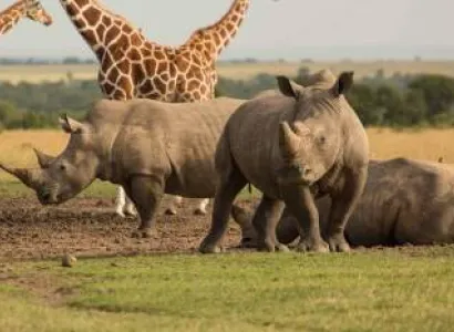 2 Day Kenya Safari To Ol Pejeta Conservancy Tour