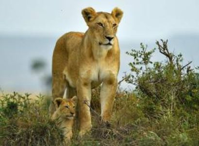 7 Days Masai Mara - Lake Nakuru And Amboseli Budget Safari Tour